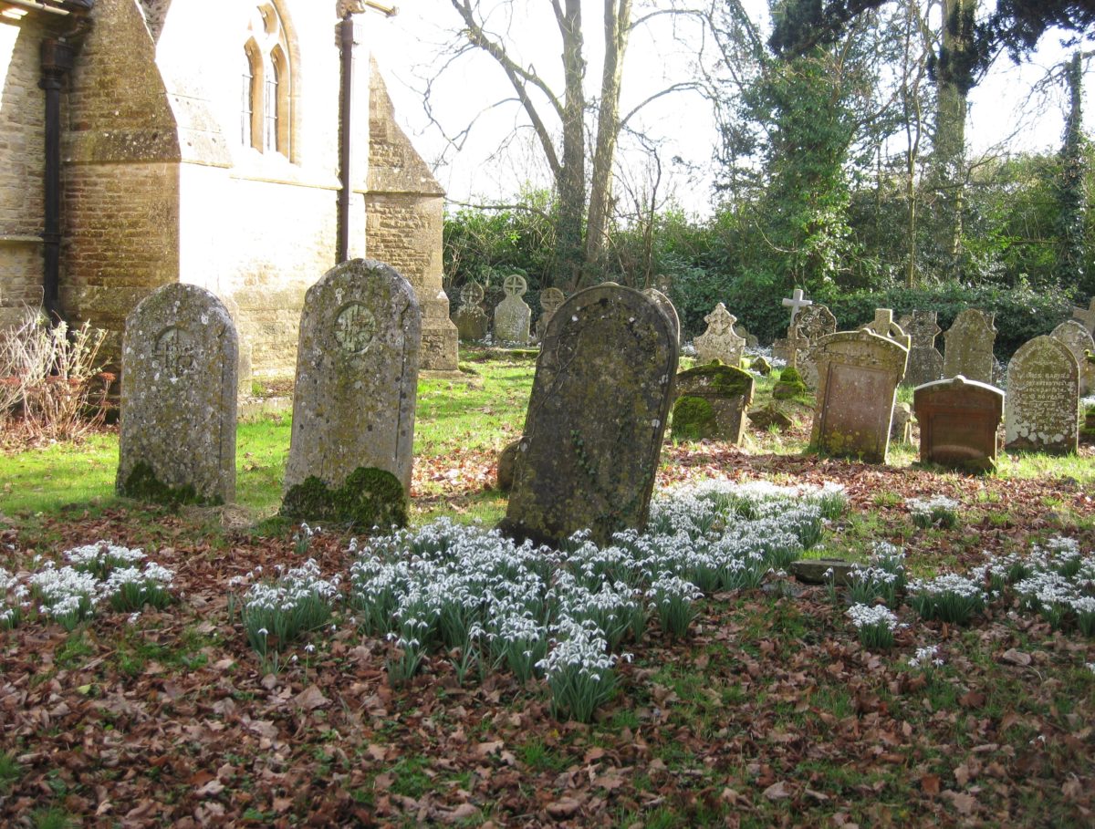 Snowdrops