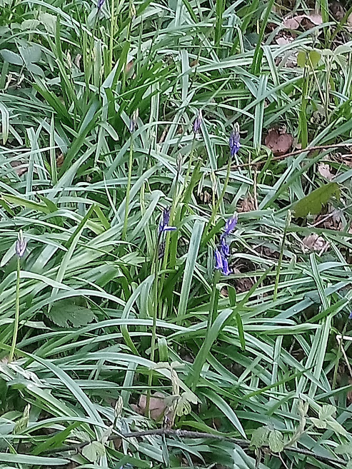 bluebell