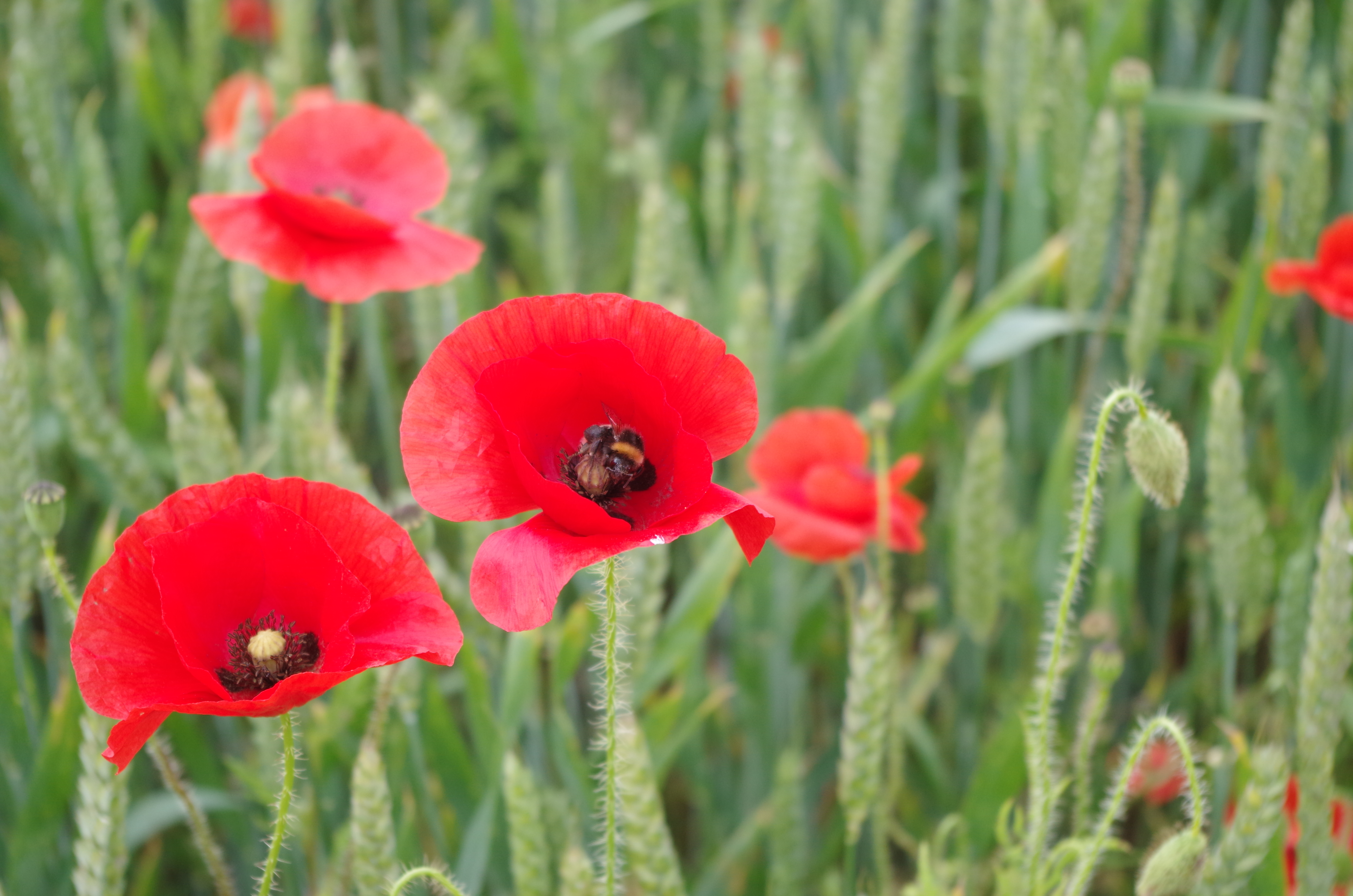 Summer poppies