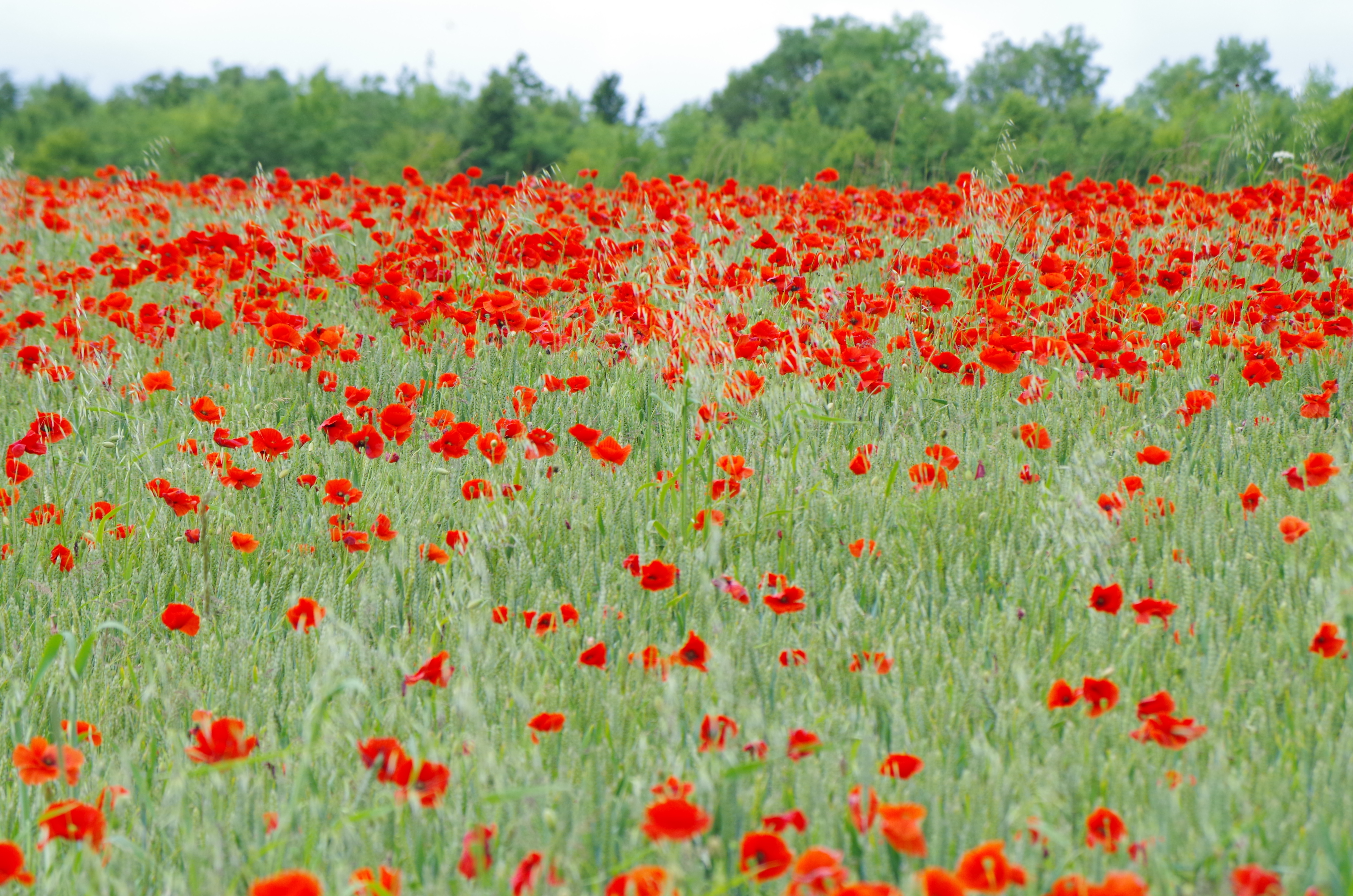 July in the Wychwoods poppies