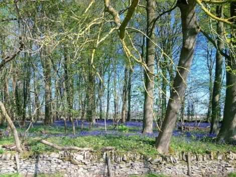 Easter Day Bluebellls