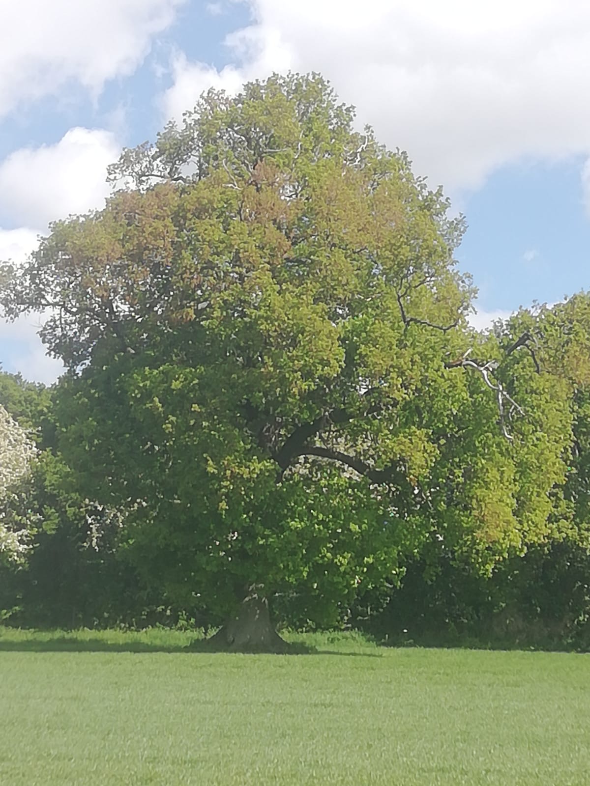 tree in field