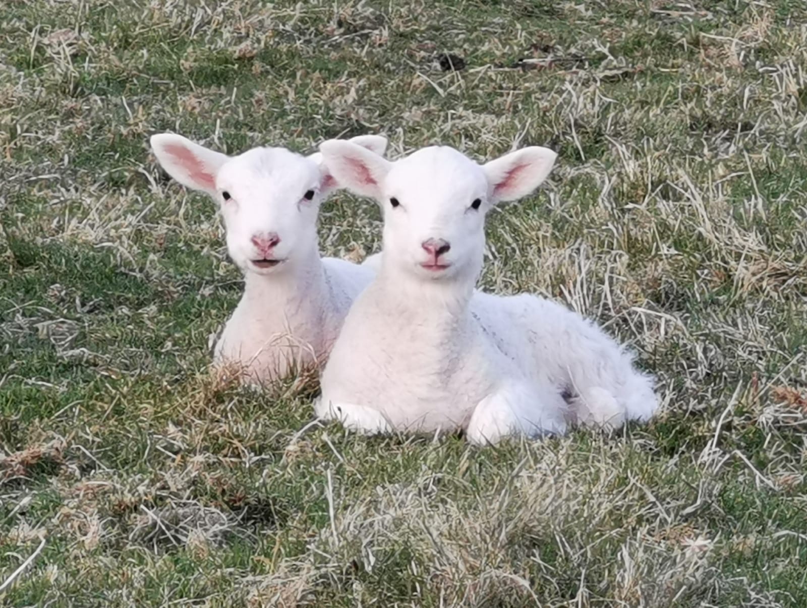 lambs