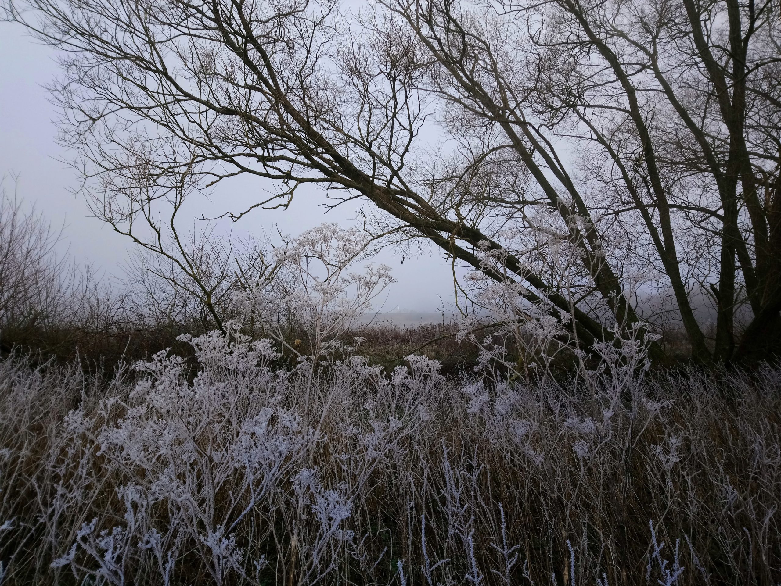 frosty wychwoods