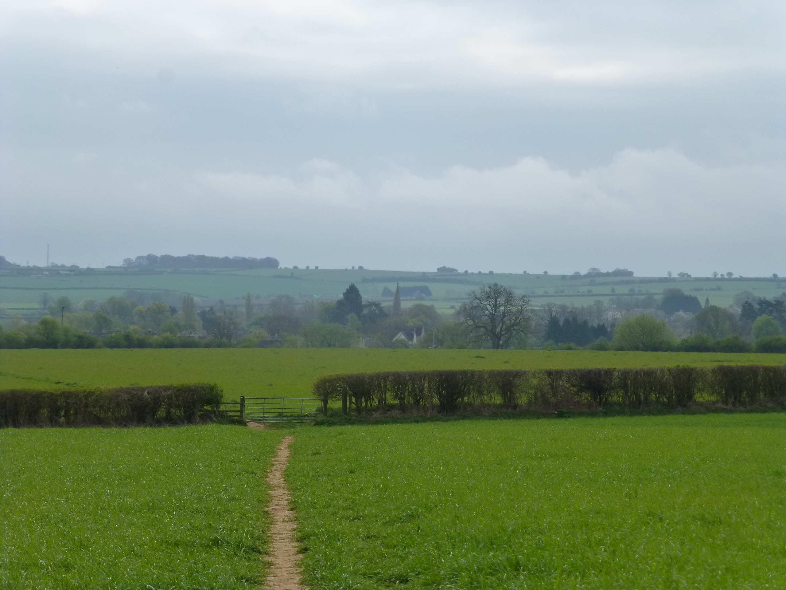 local fields