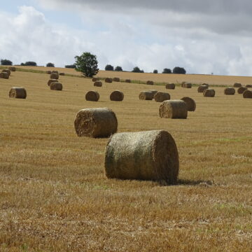crops in summer