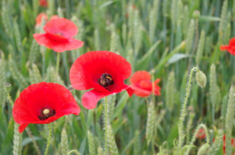 poppies