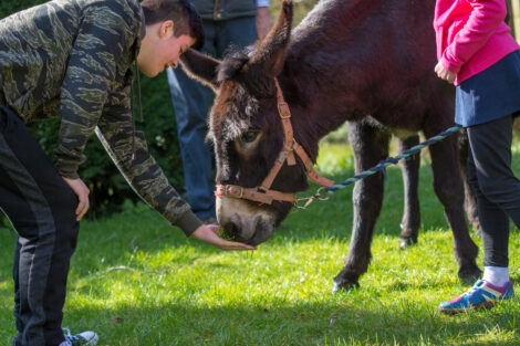 Palm Sunday Donkey