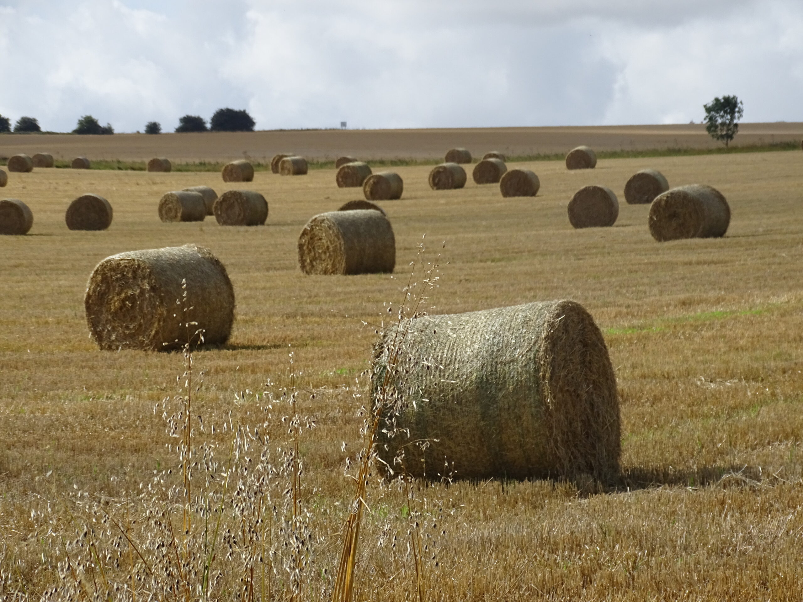 Harvest Festival