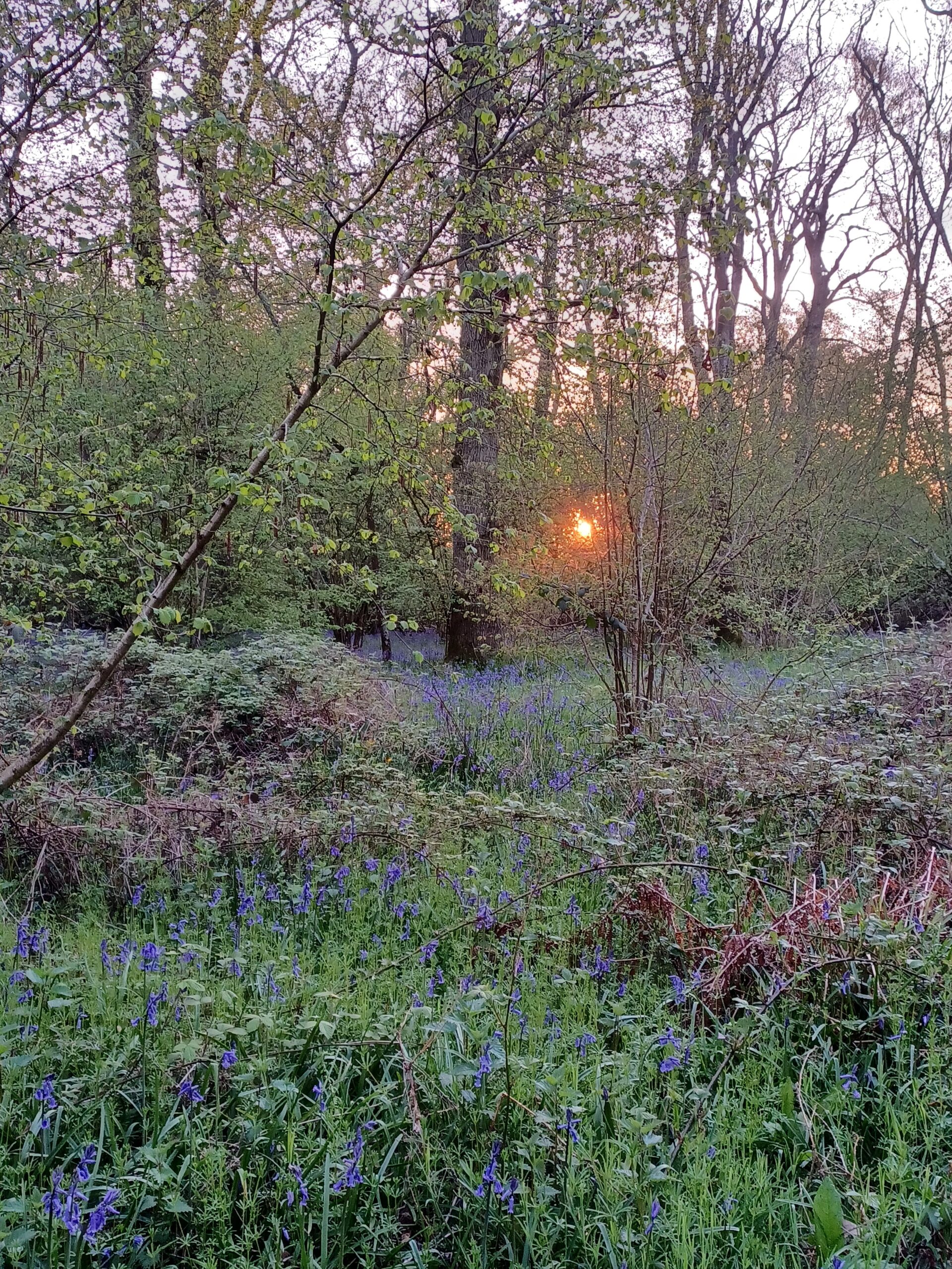 May bluebells sunrise