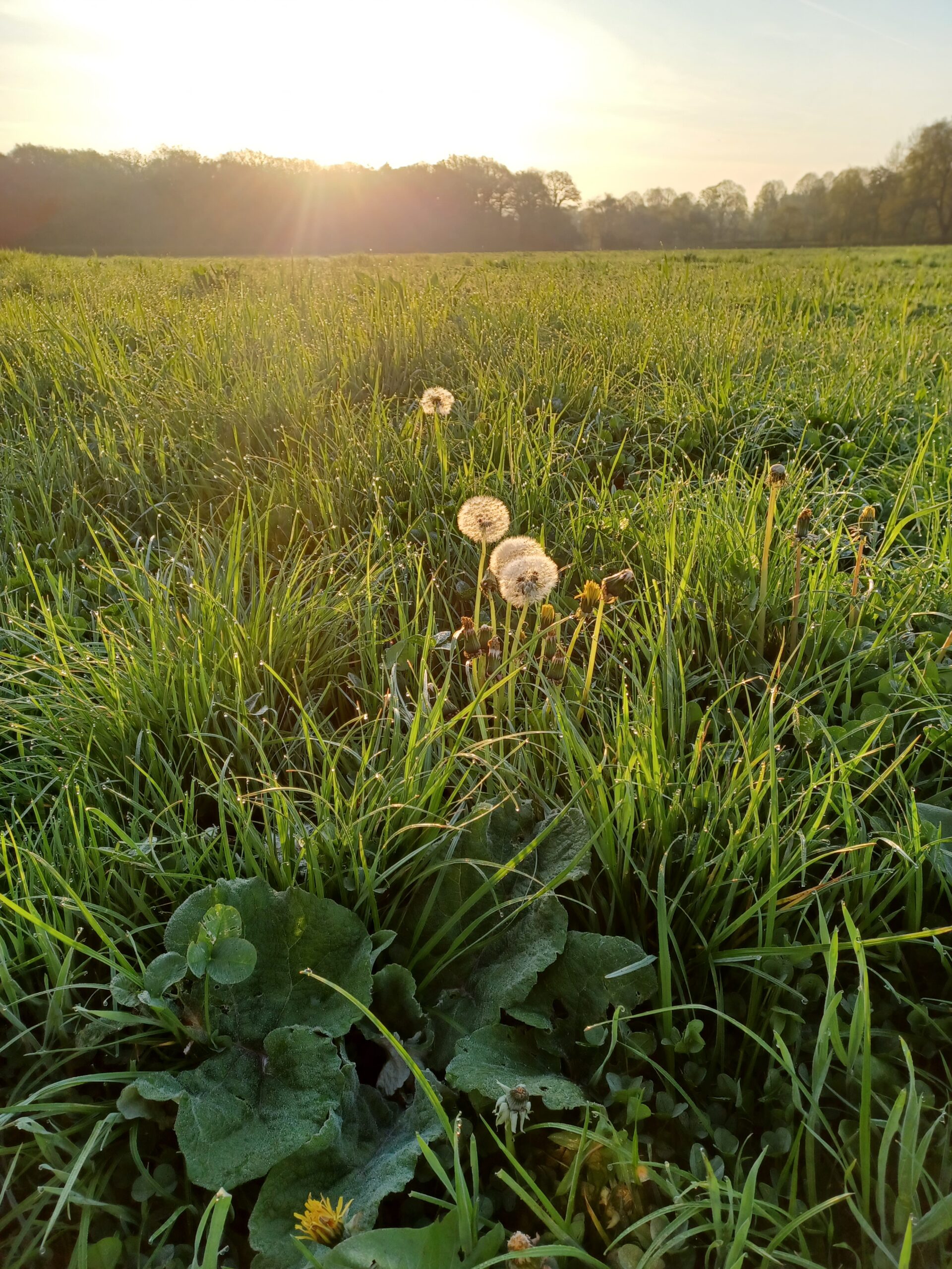 wychwoods sunrise